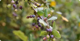 Avances del proyecto Pistachos El Ramblón